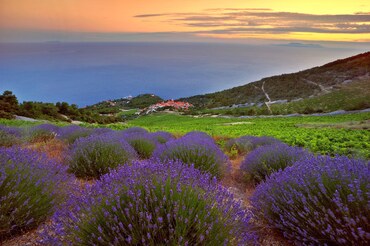 Hvar Holidays  (3)